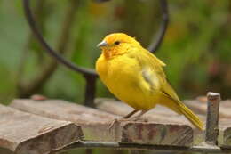 Image of Saffron Finch