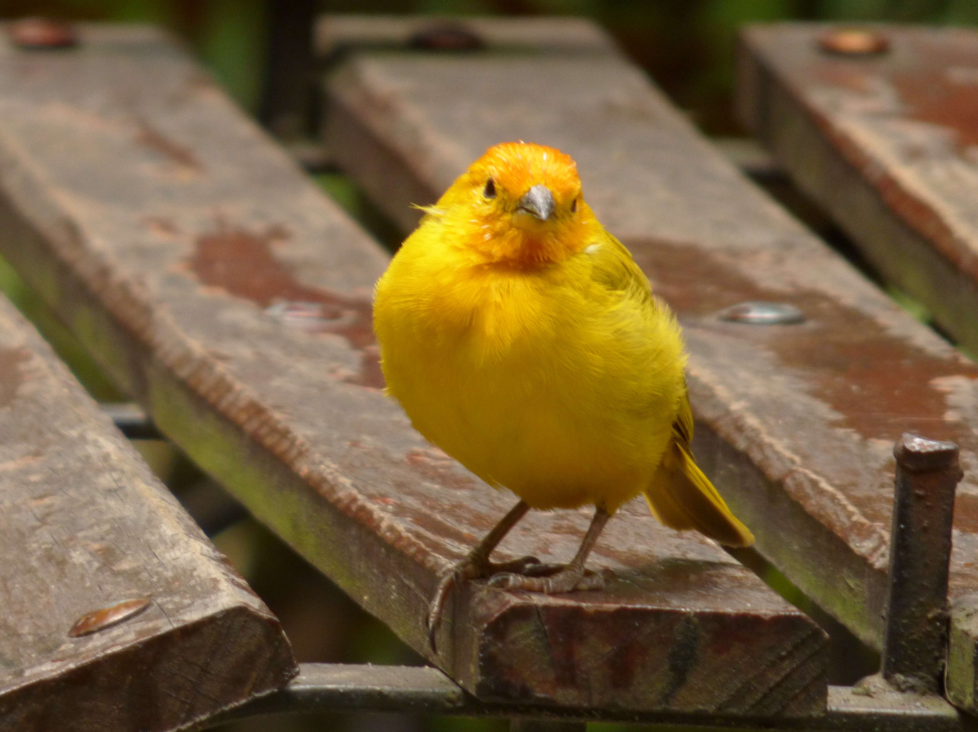 Image of Saffron Finch