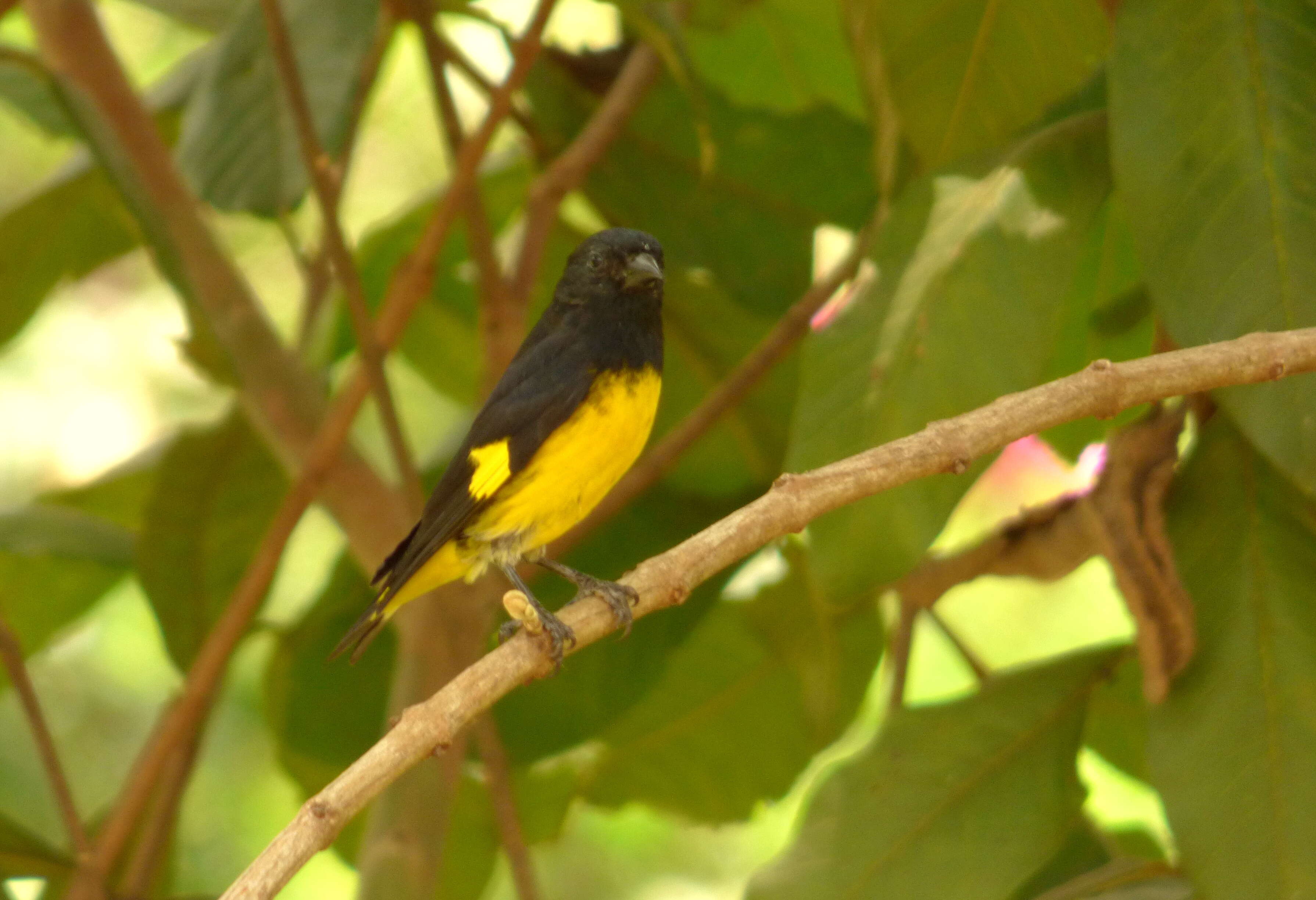 Image of Yellow-bellied Siskin