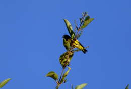 Image of Yellow-bellied Siskin