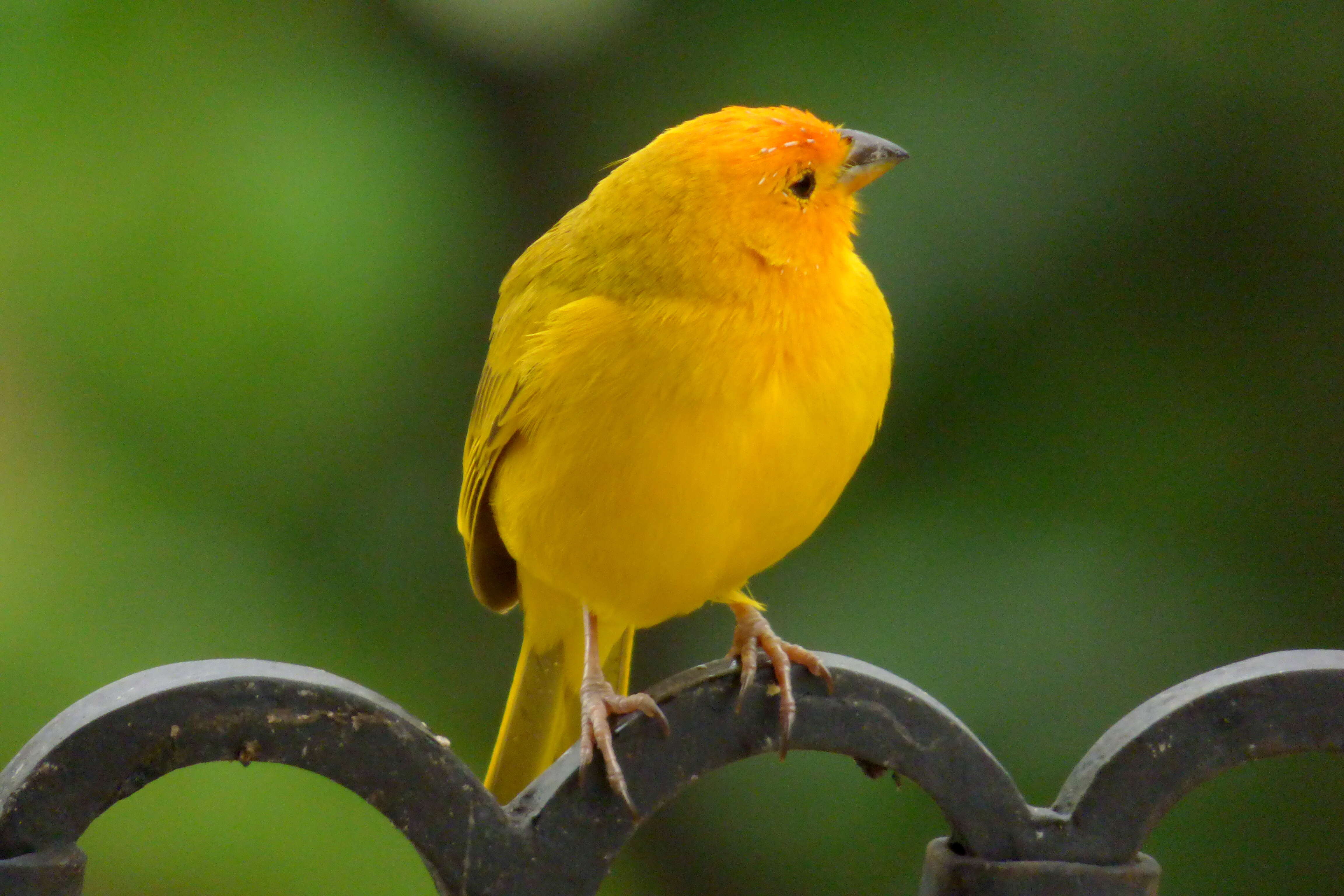 Image of Saffron Finch