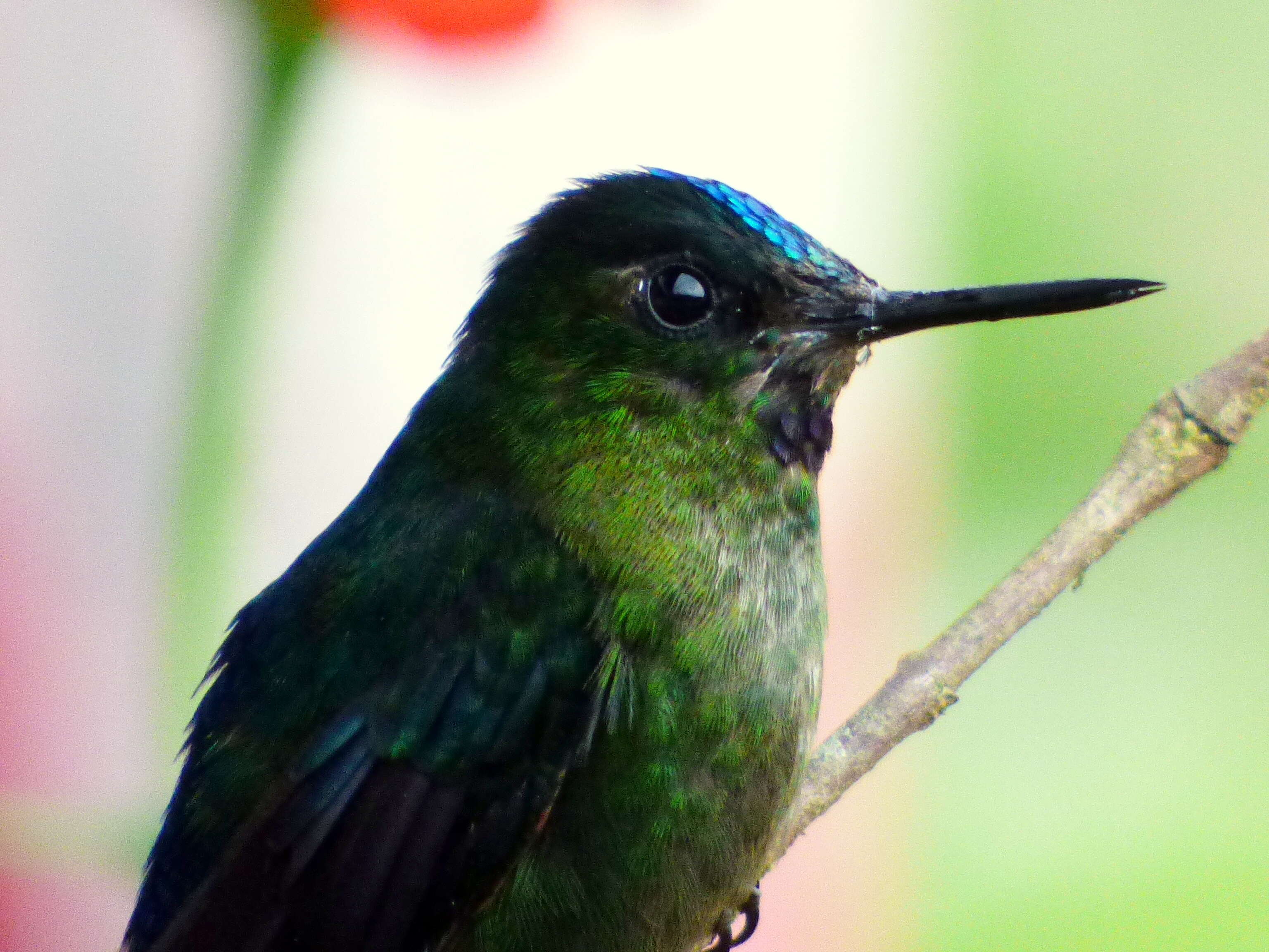 Image of Violet-tailed Sylph