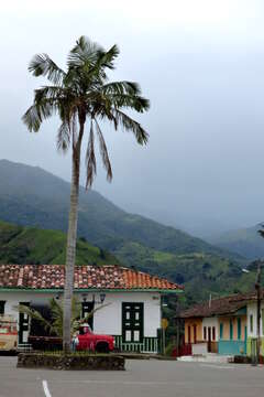 Image of wax palm