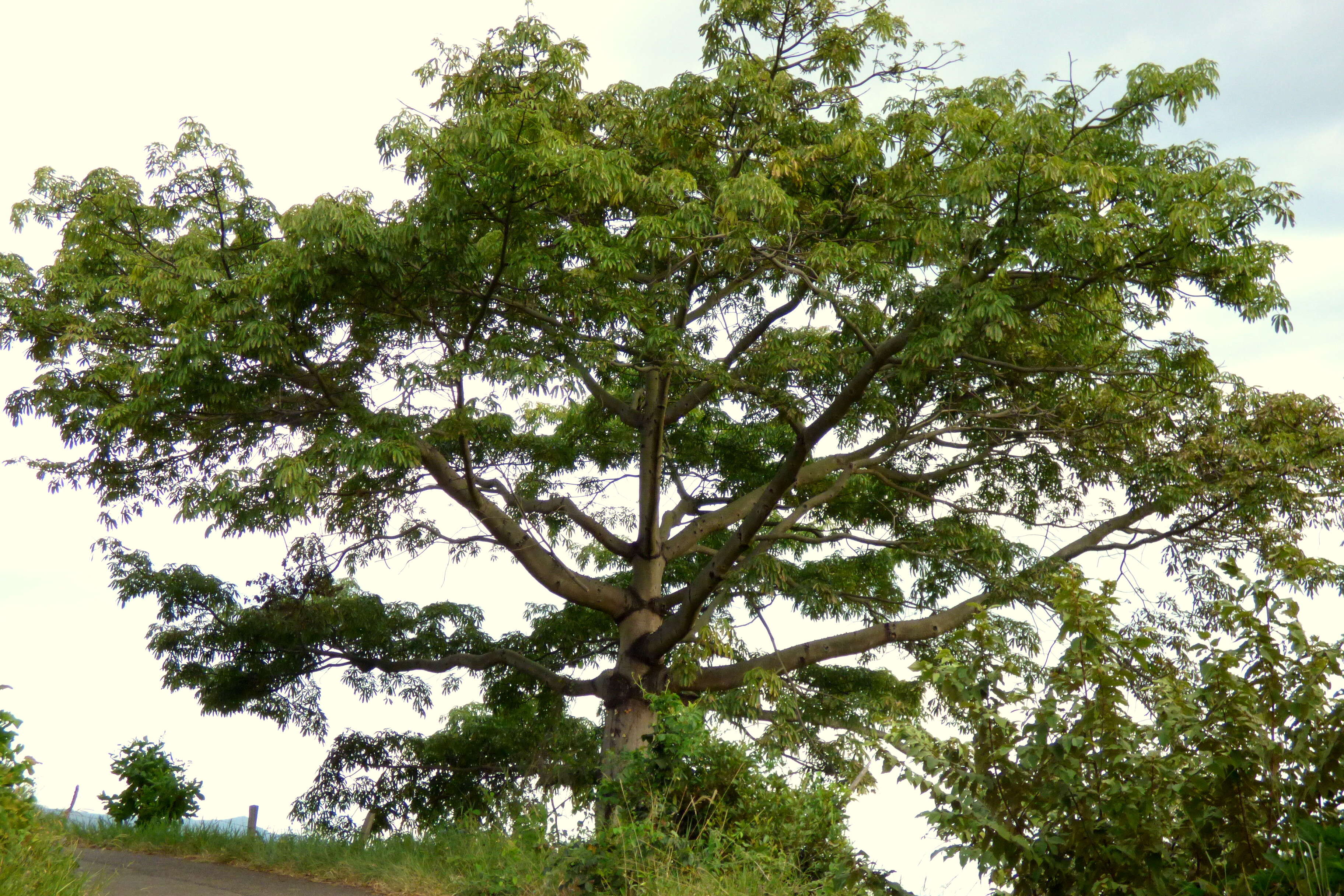 Image of kapoktree