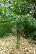 Image of kapoktree