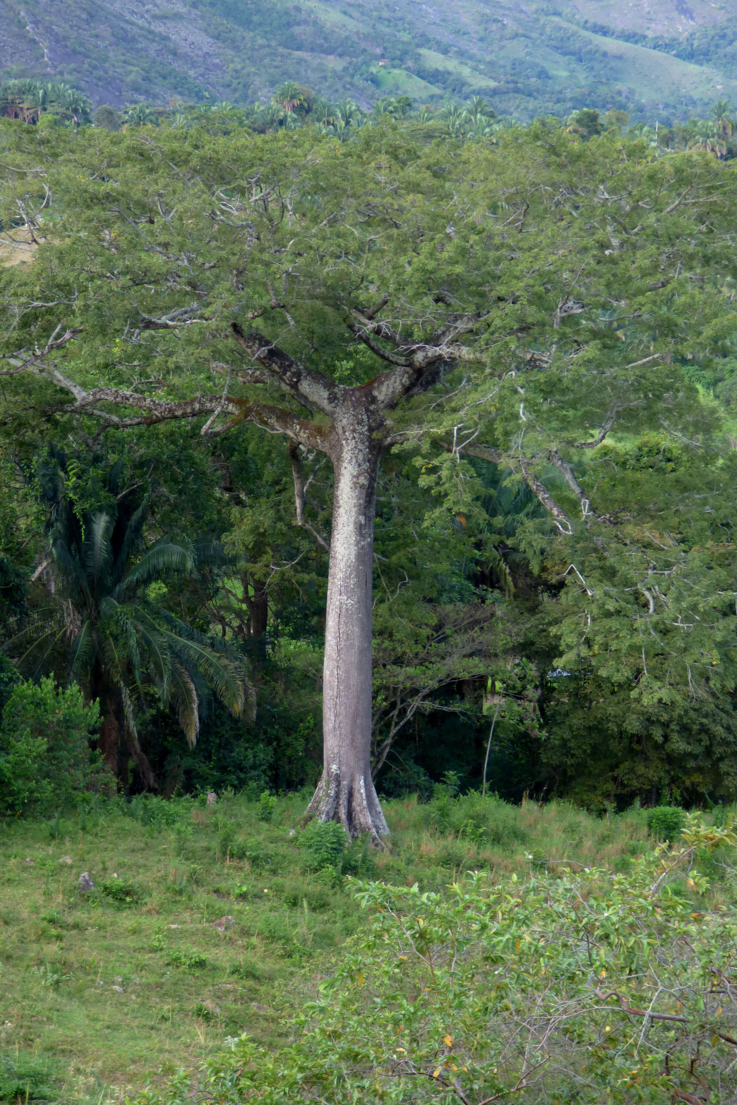 Image of kapoktree