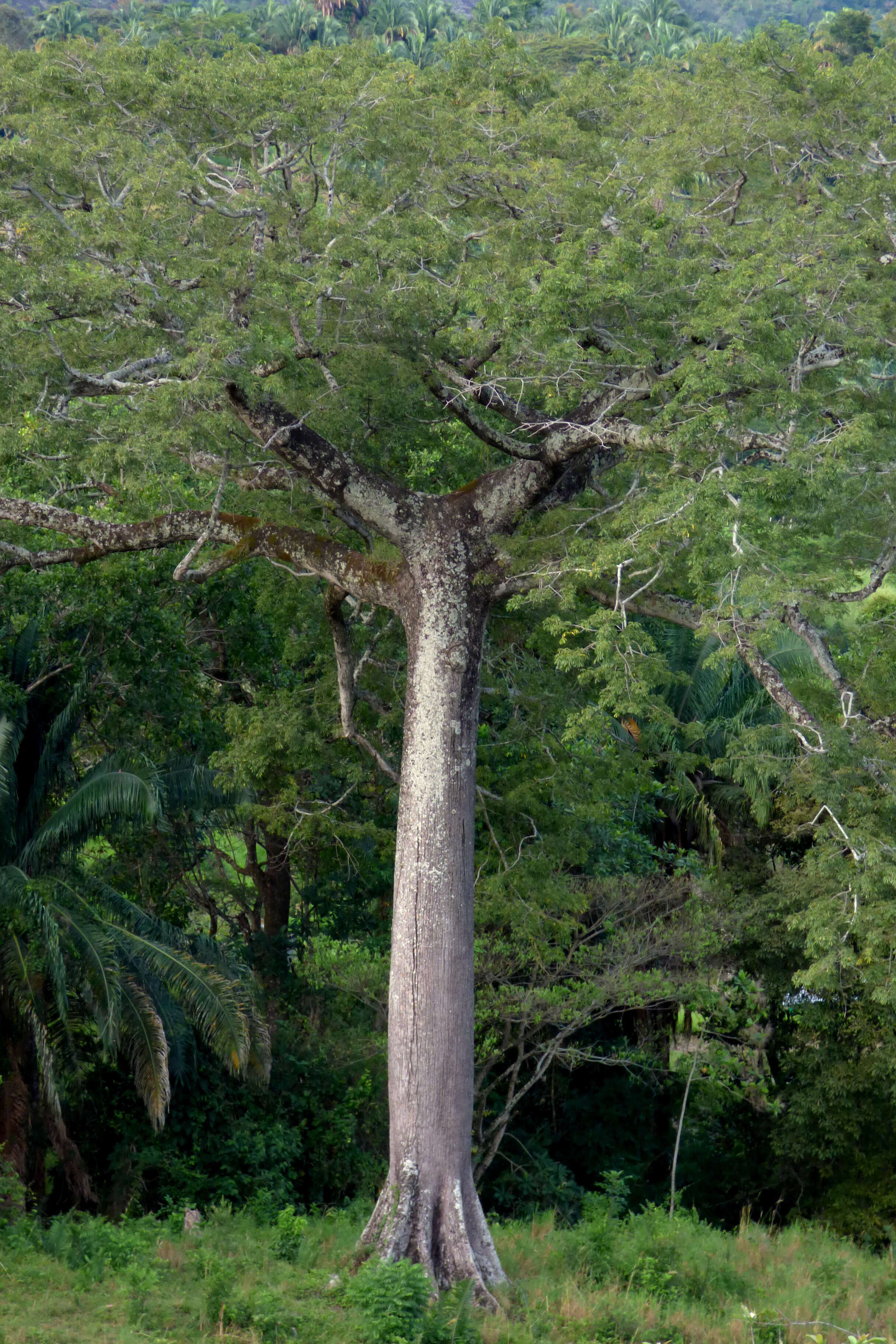 Image of kapoktree