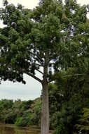 Image of kapoktree