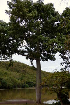 Image of kapoktree