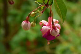 Fuchsia magellanica Lam. resmi