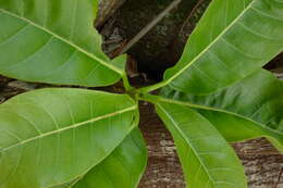 Ficus obtusifolia Kunth的圖片