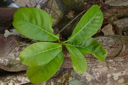 Ficus obtusifolia Kunth的圖片