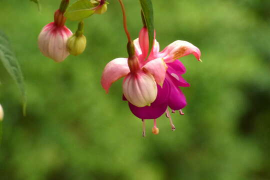 Image of hardy fuchsia