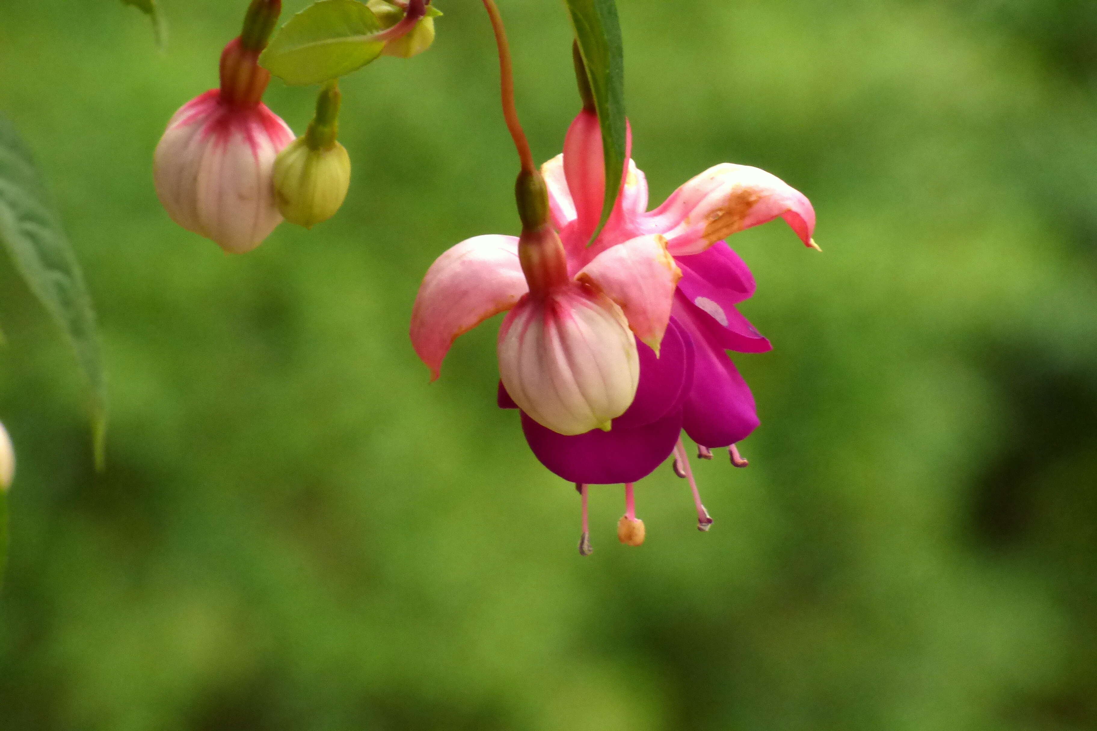 Fuchsia magellanica Lam. resmi