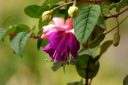 Fuchsia magellanica Lam. resmi