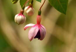 Fuchsia magellanica Lam. resmi