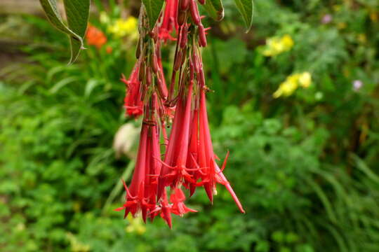 Image of Fuchsia corymbiflora Ruiz & Pav.