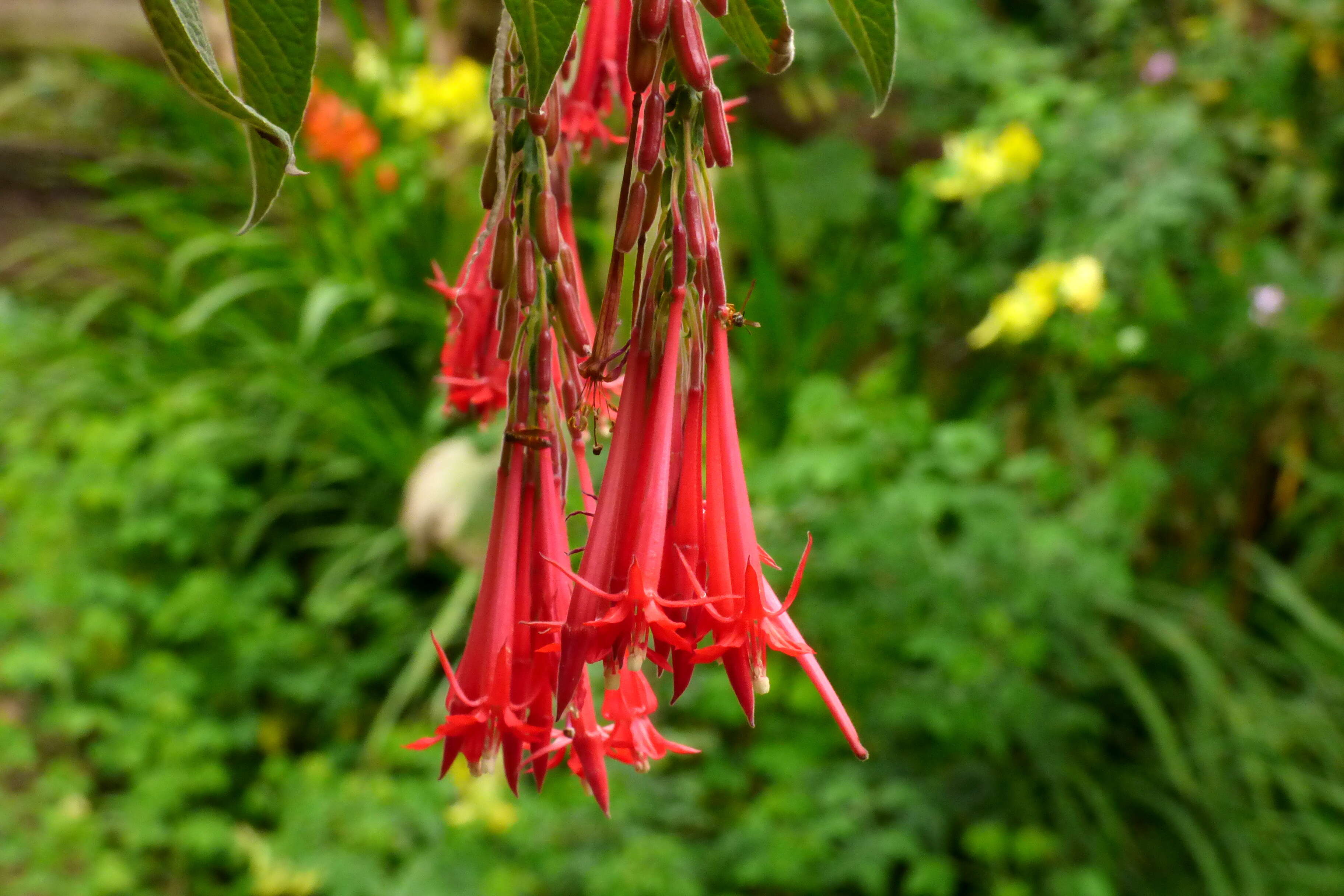 Image of Fuchsia corymbiflora Ruiz & Pav.