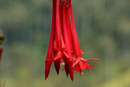 Image of Fuchsia corymbiflora Ruiz & Pav.