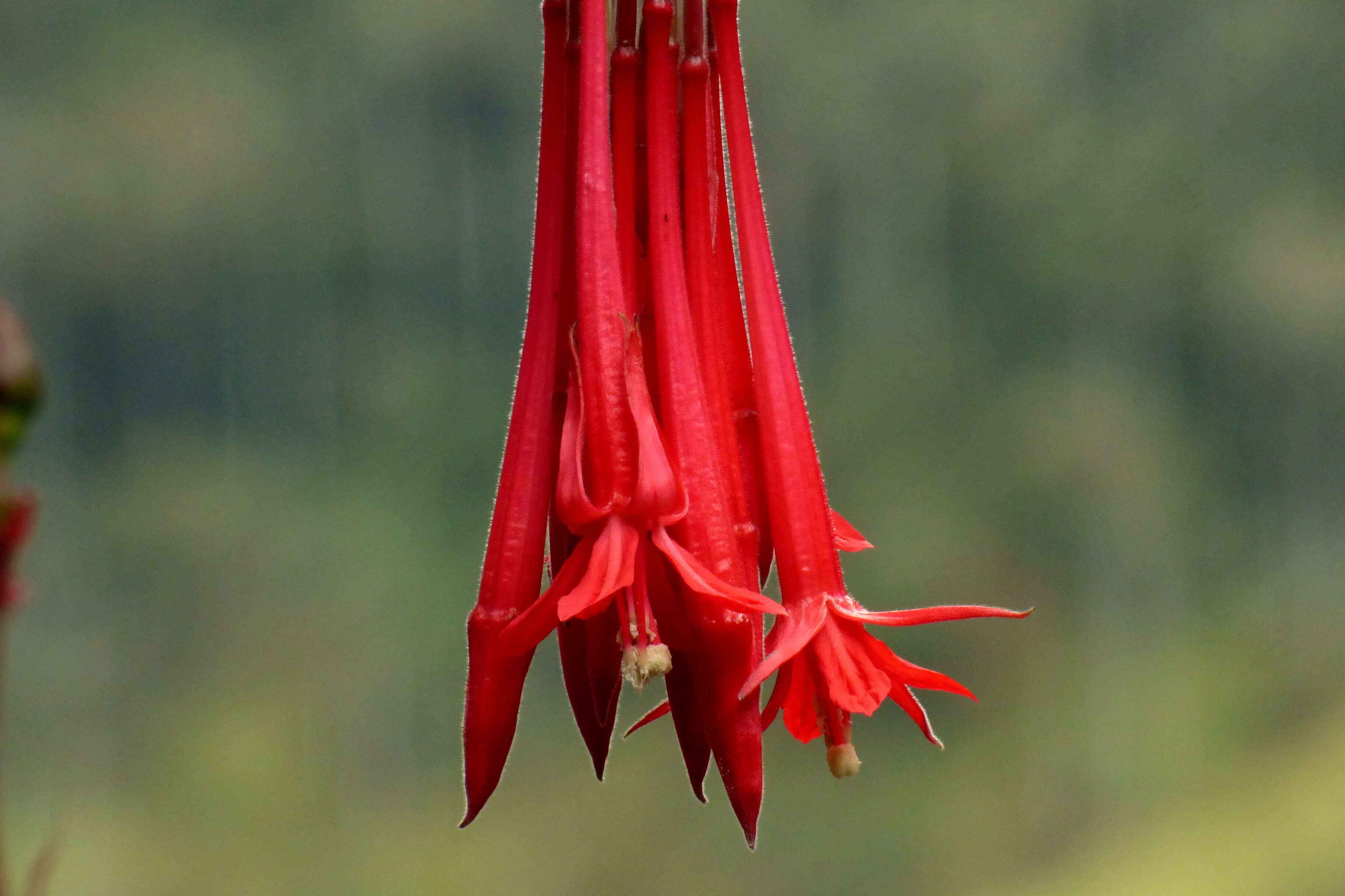 Image of Fuchsia corymbiflora Ruiz & Pav.