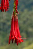 Image of Fuchsia corymbiflora Ruiz & Pav.