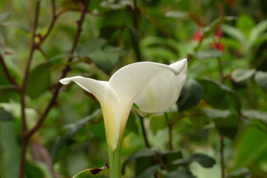 Image of Arum lily