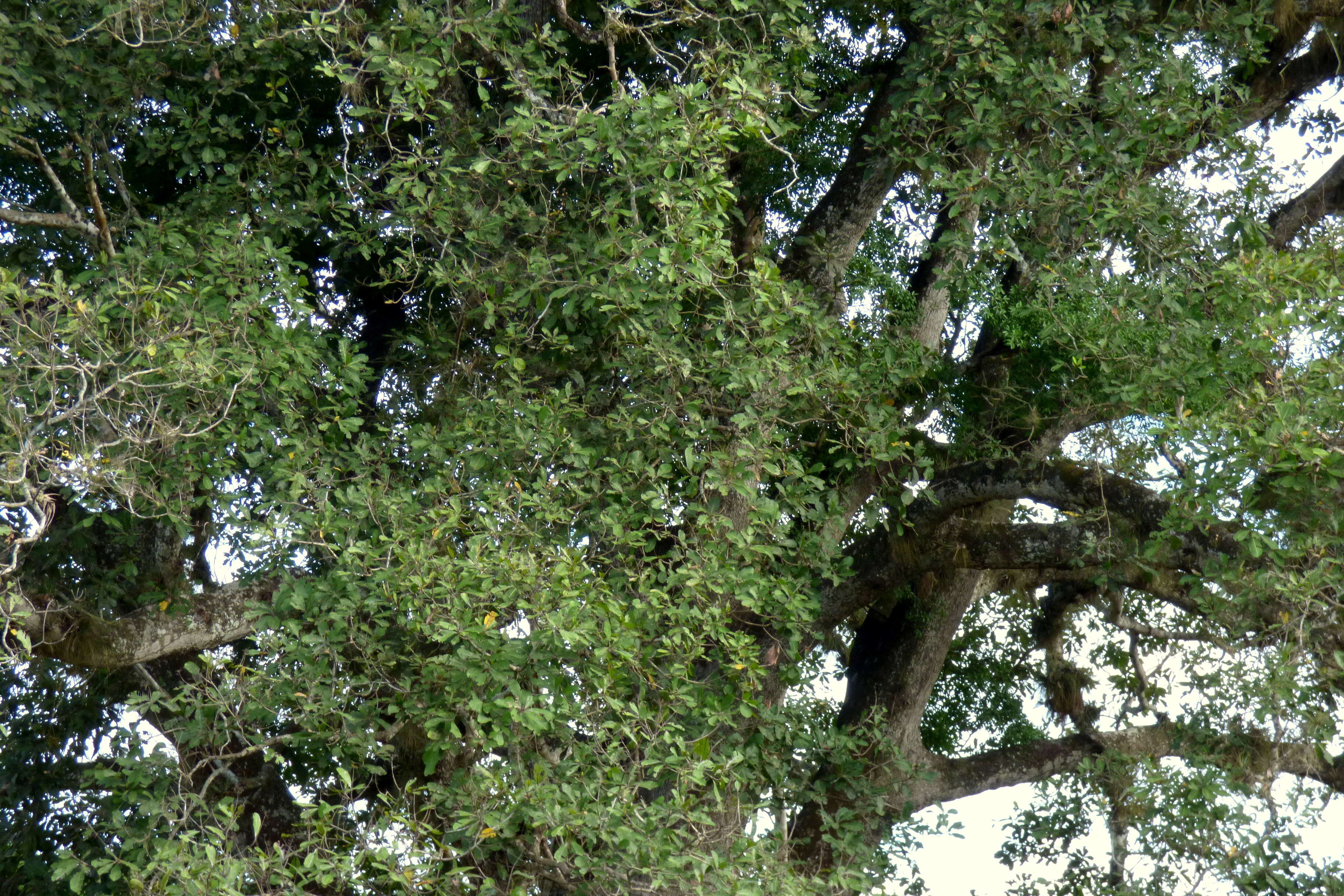 Image of kapoktree