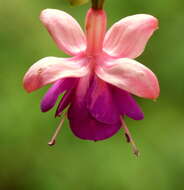 Fuchsia magellanica Lam. resmi