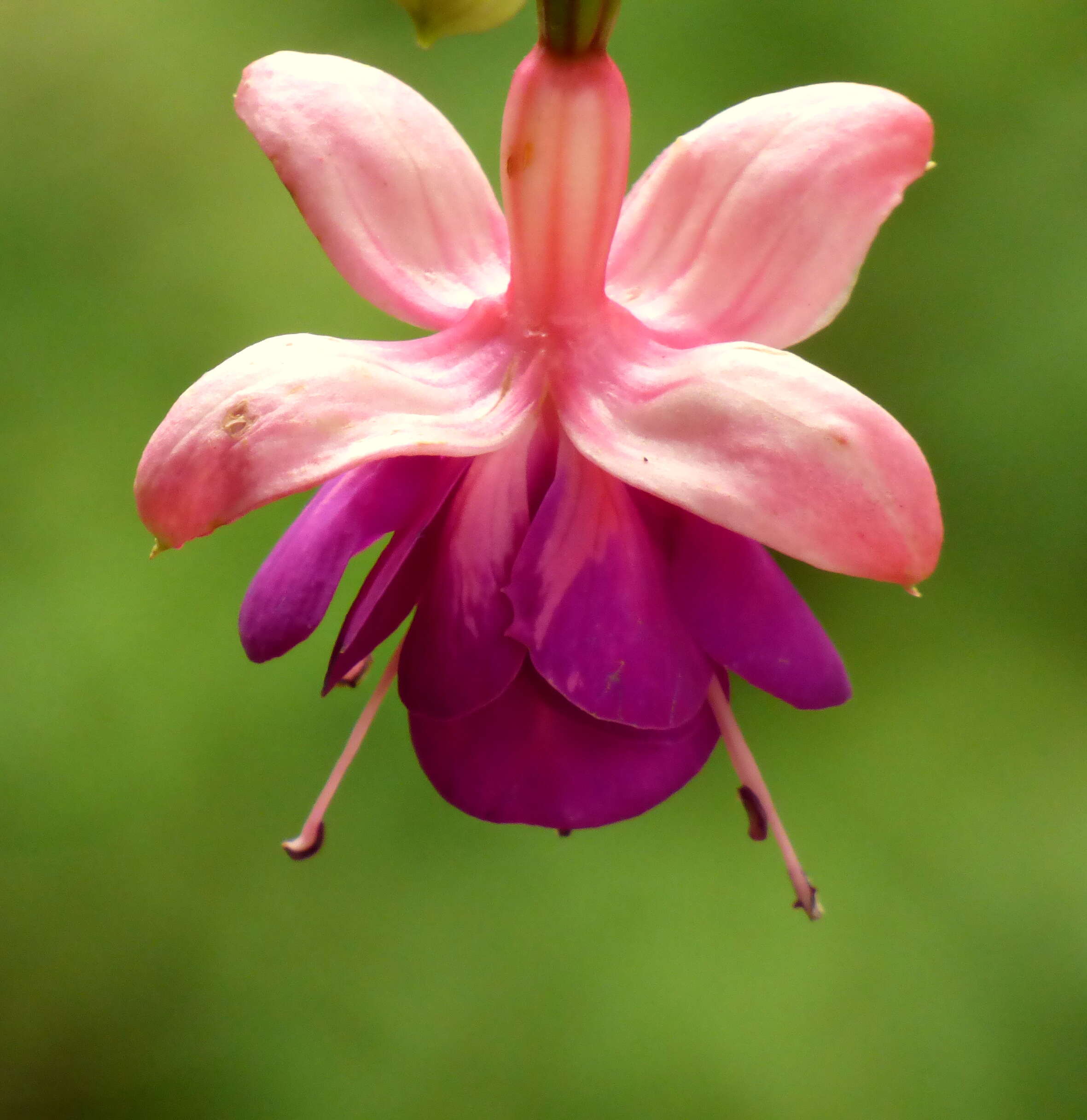 Fuchsia magellanica Lam. resmi