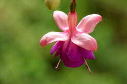 Fuchsia magellanica Lam. resmi