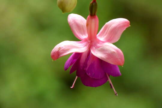 Image of hardy fuchsia