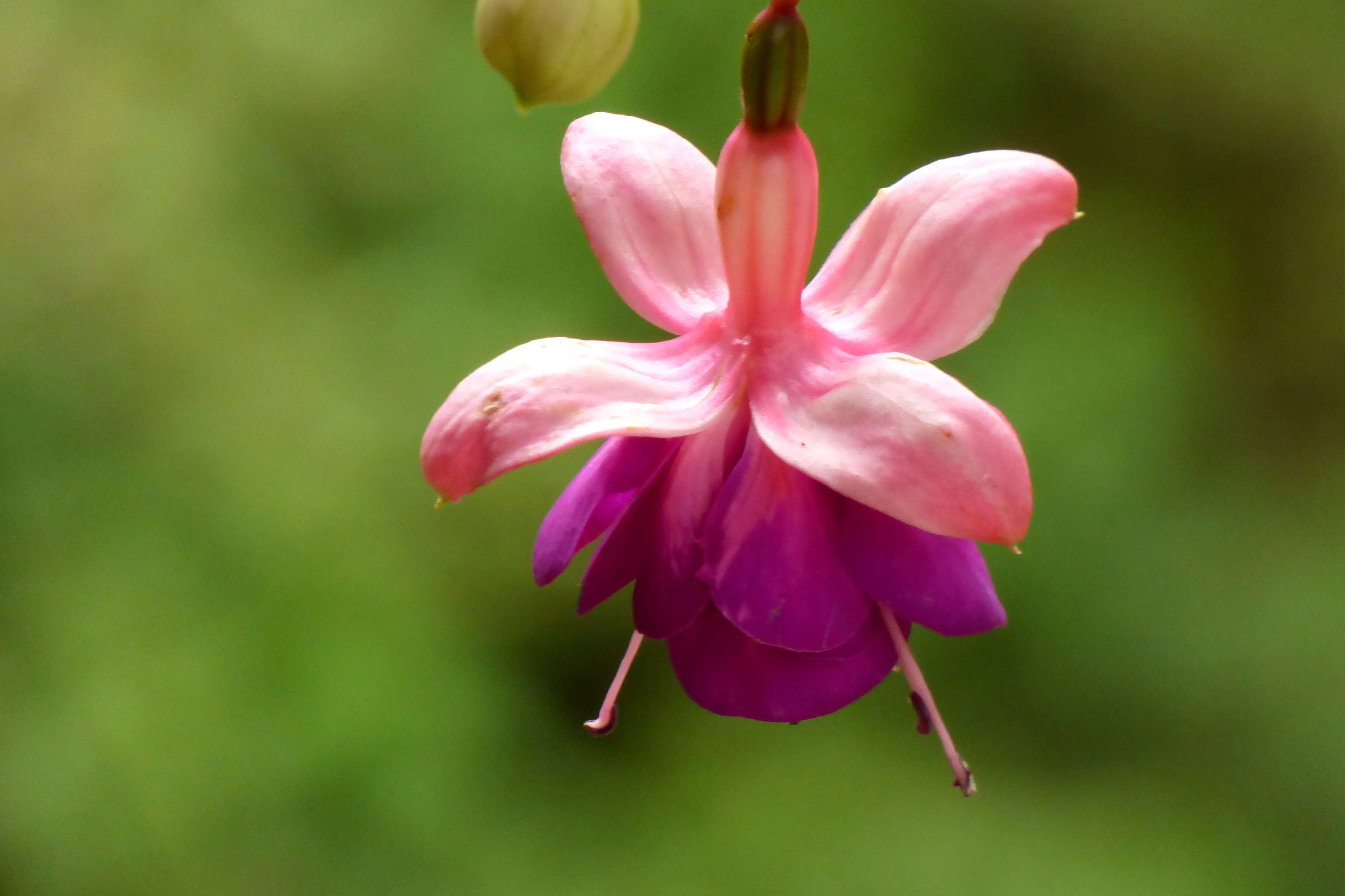 Fuchsia magellanica Lam. resmi