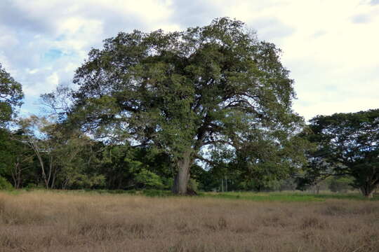 Image of kapoktree