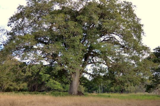 Image of kapoktree