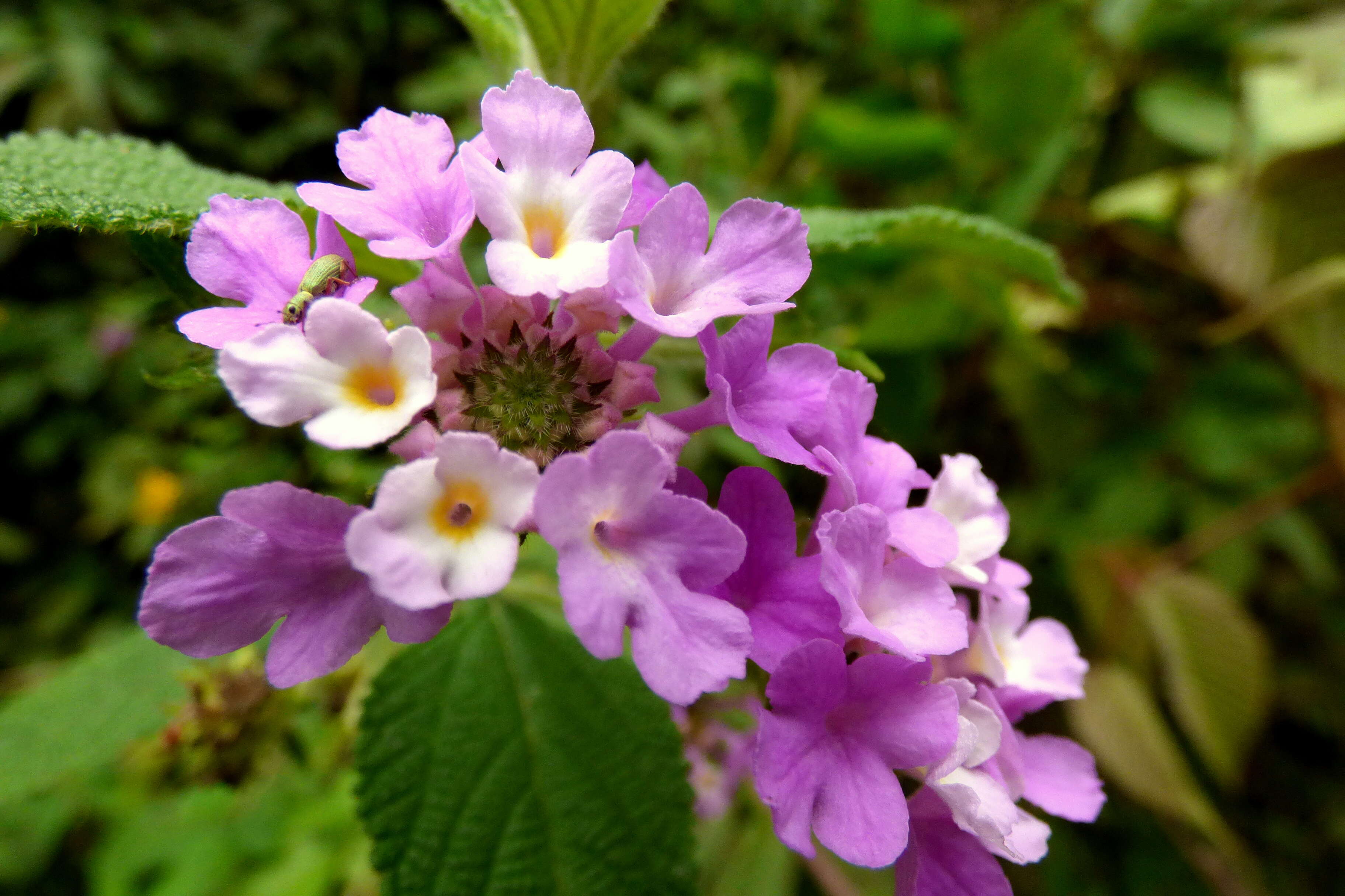 Image of bushy lippia