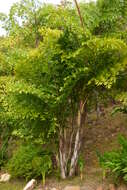 Image of Burmese fishtail palm