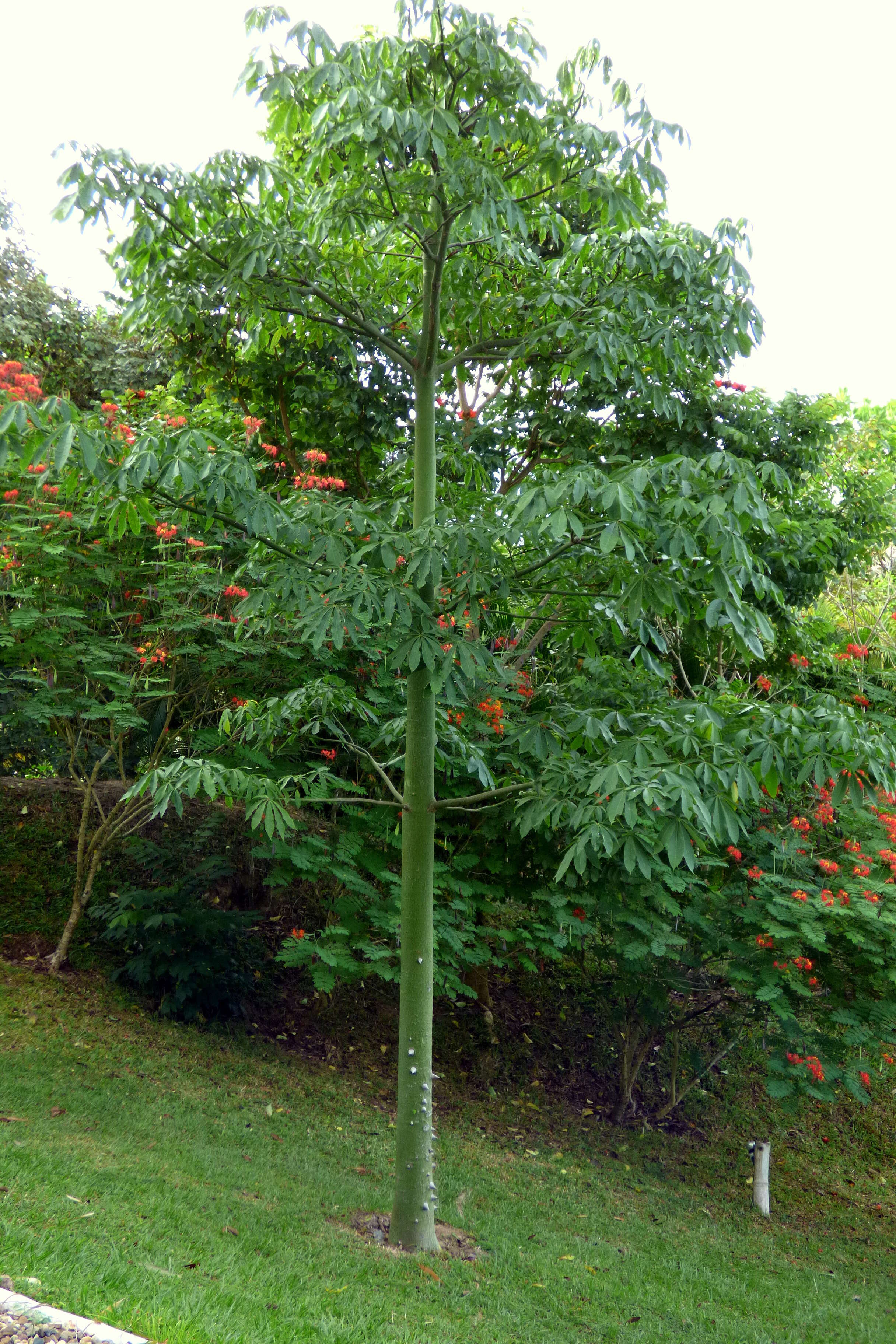 Image of ceiba