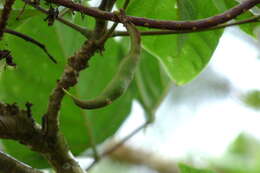 Image of Erythrina edulis Micheli
