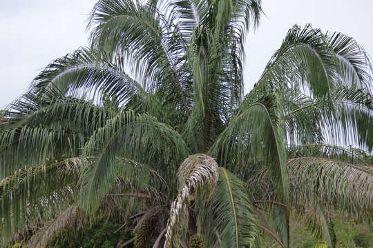 Слика од Attalea butyracea (Mutis ex L. fil.) Wess. Boer