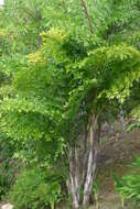 Image of Burmese fishtail palm