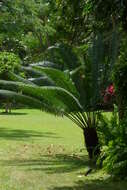 Image of Fern Palm