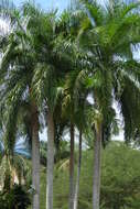 Image of Cuban Royal Palm