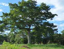 Image of kapoktree