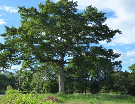 Image of kapoktree