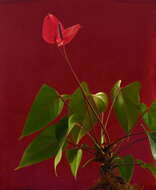 Image de Anthurium andraeanum Linden ex André