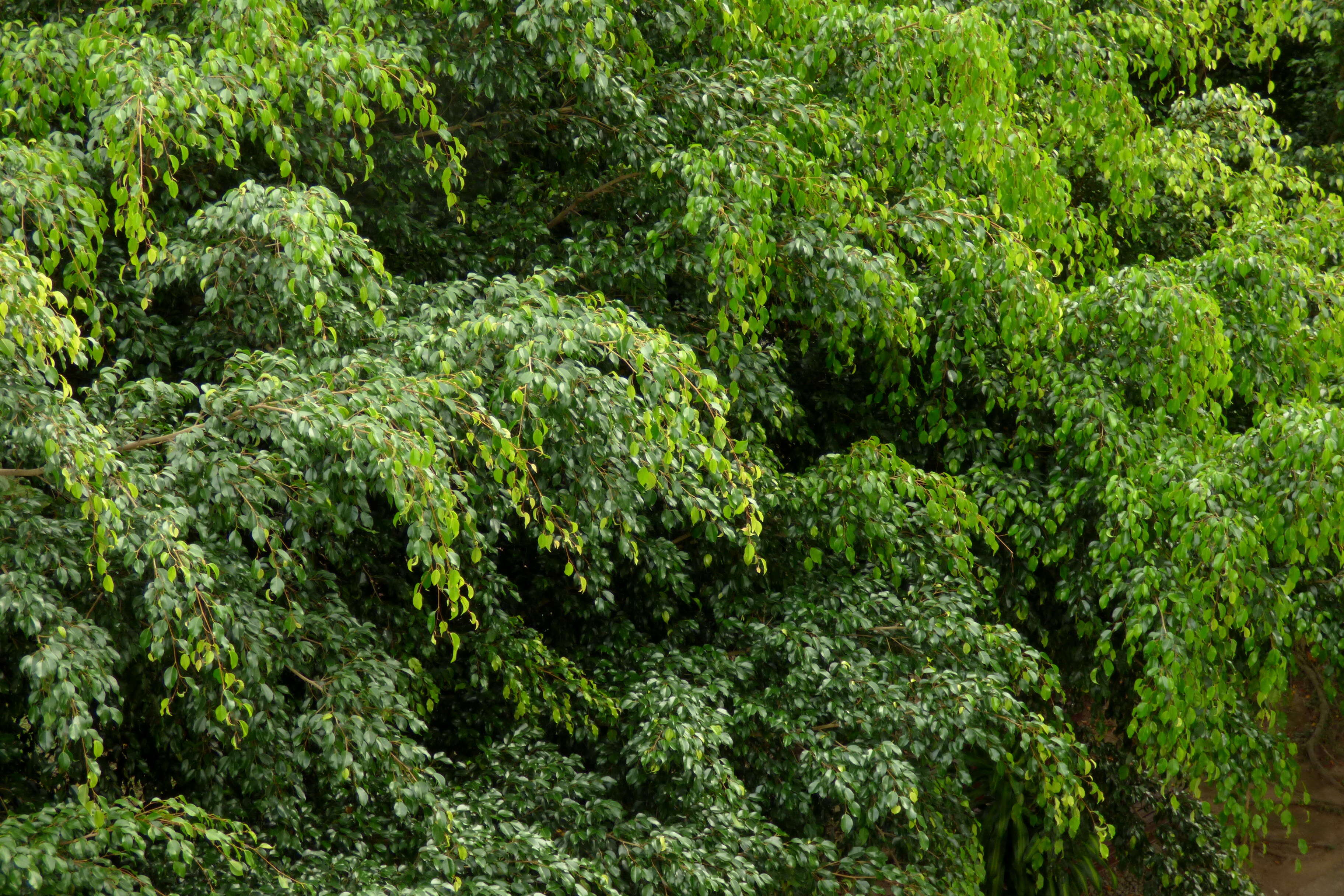 Imagem de Ficus benjamina L.