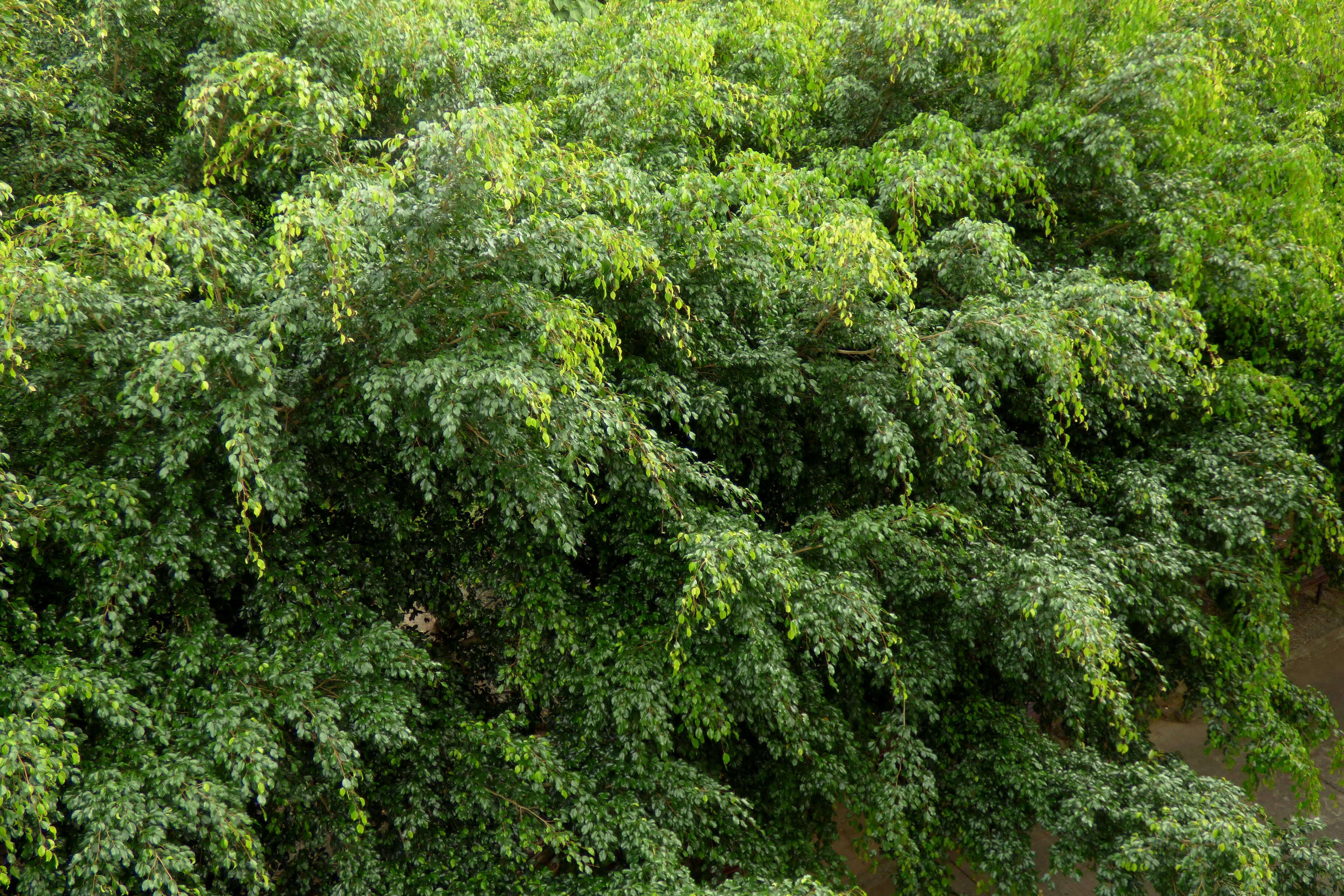 Image de Ficus benjamina L.