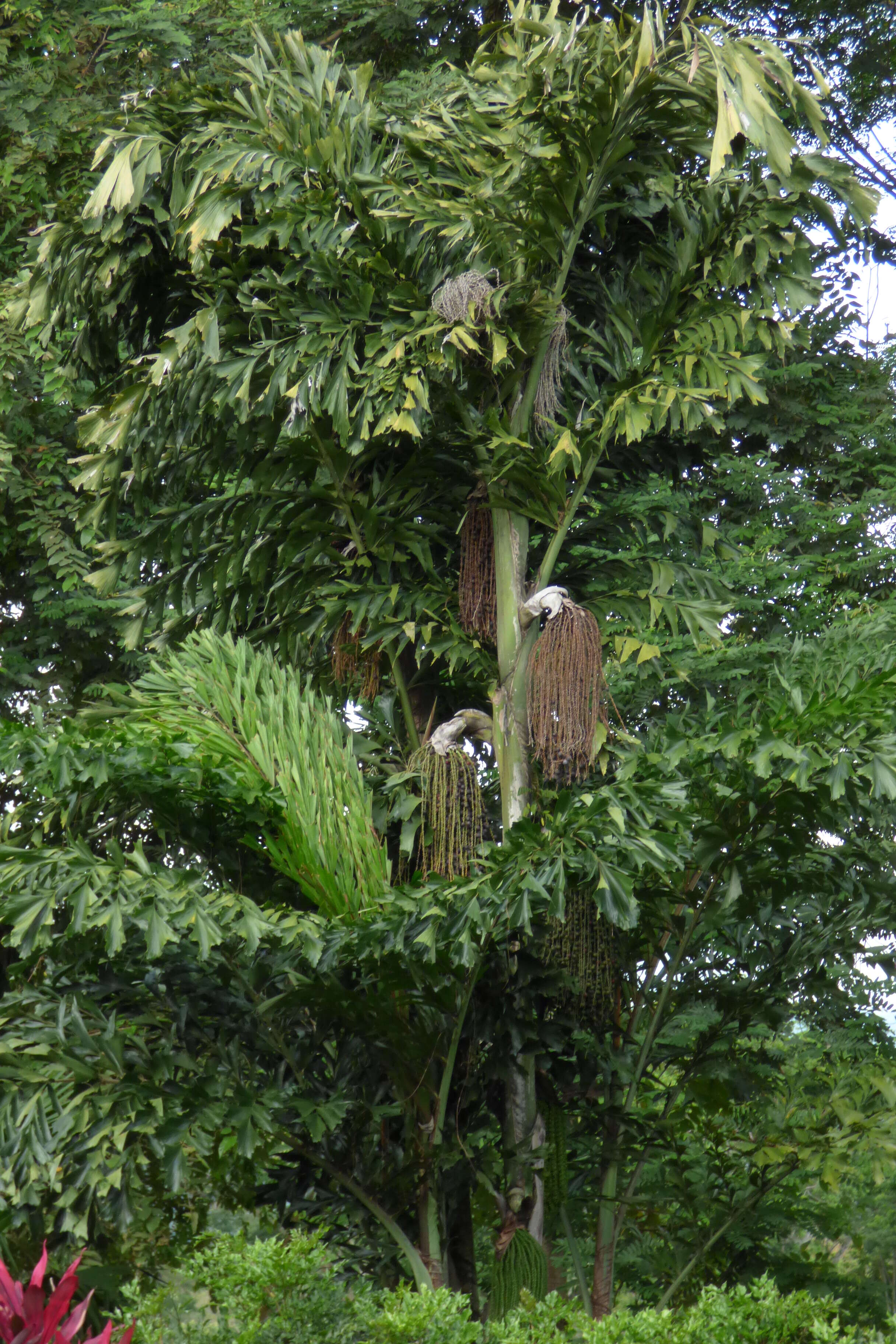 Image of Burmese fishtail palm