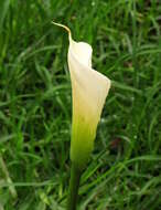 Image of Arum lily