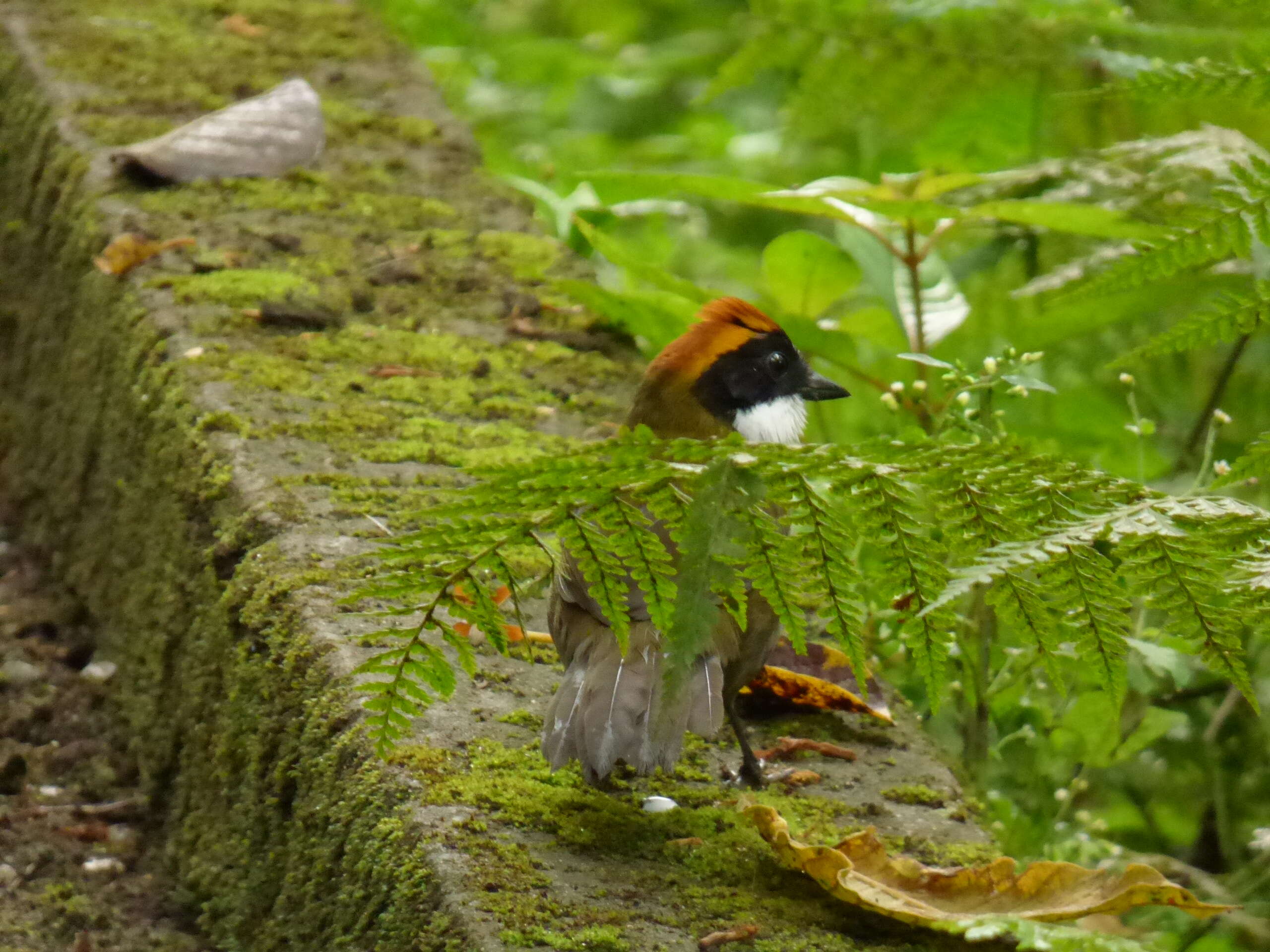 Image of Chestnut-capped Brush Finch